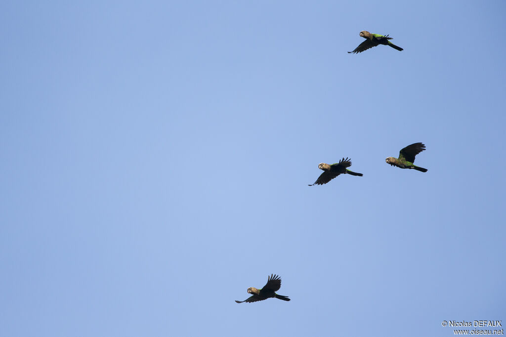 Red-fan Parrot, Flight