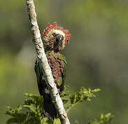 Red-fan Parrot