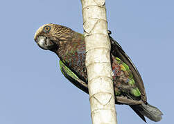 Red-fan Parrot