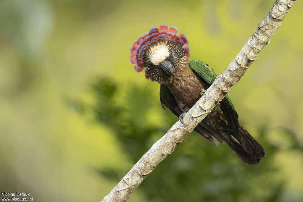 Red-fan Parrot male adult, courting display