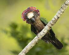 Red-fan Parrot