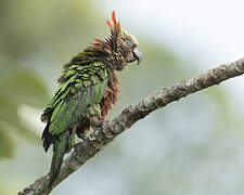 Red-fan Parrot