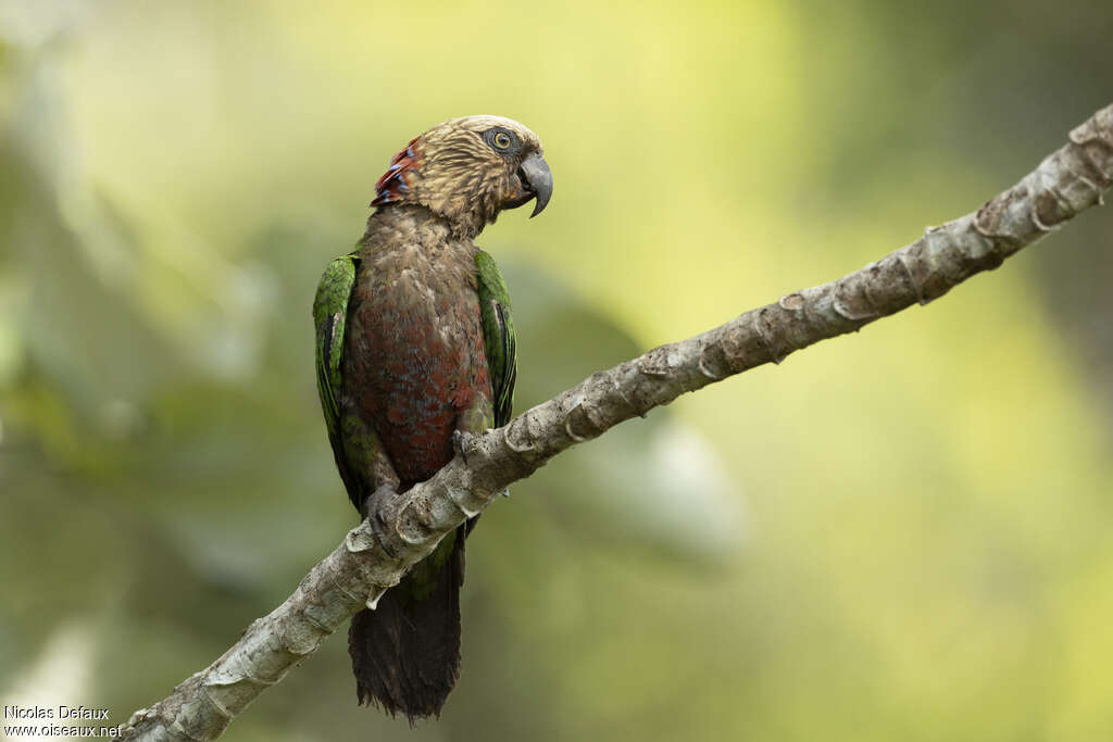 Papegeai mailléadulte, identification