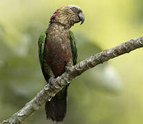 Red-fan Parrot