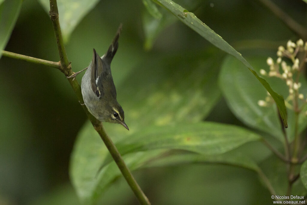 Plumbeous Warbler