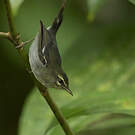 Paruline caféiette