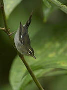 Plumbeous Warbler