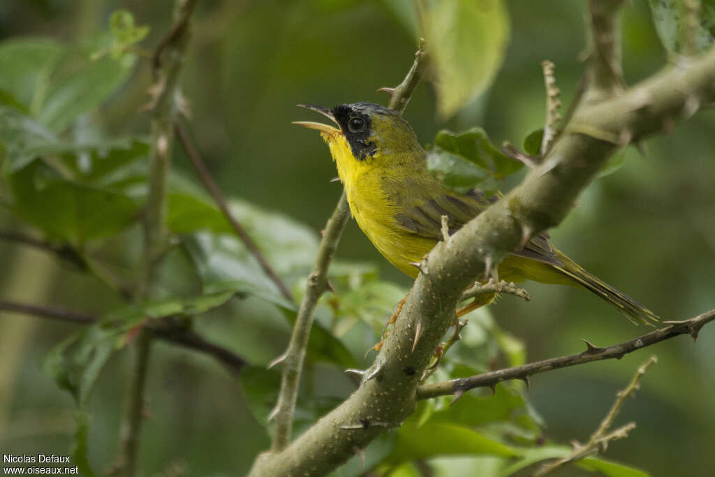 Masked Yellowthroat male adult, song