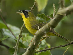 Masked Yellowthroat