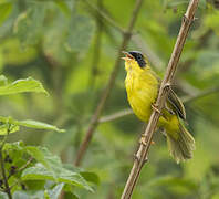 Masked Yellowthroat