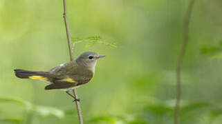 American Redstart