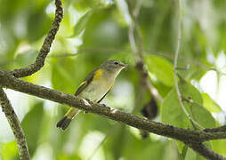 American Redstart