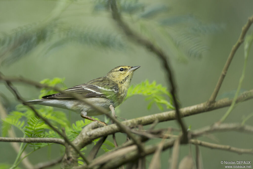 Blackpoll Warbler