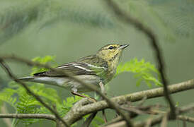 Blackpoll Warbler