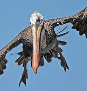 Brown Pelican