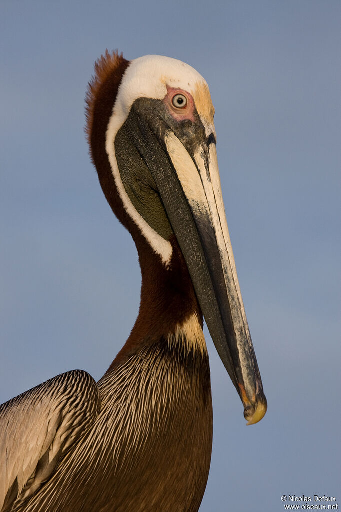 Brown Pelican