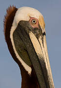 Brown Pelican