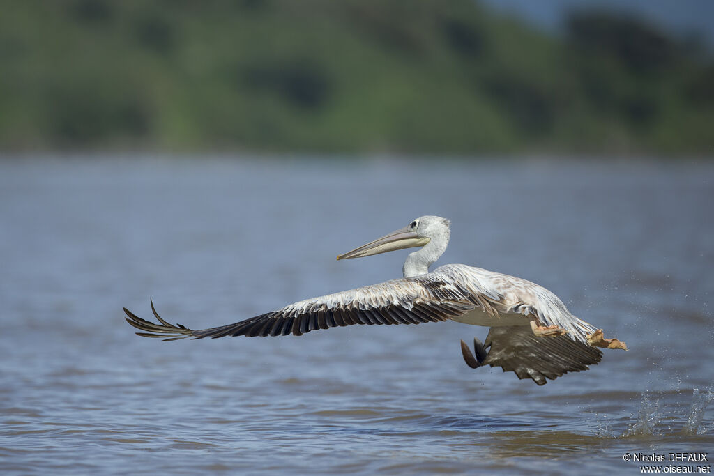 Pink-backed Pelican, close-up portrait, Flight