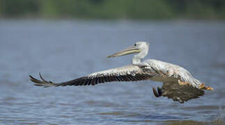 Pink-backed Pelican