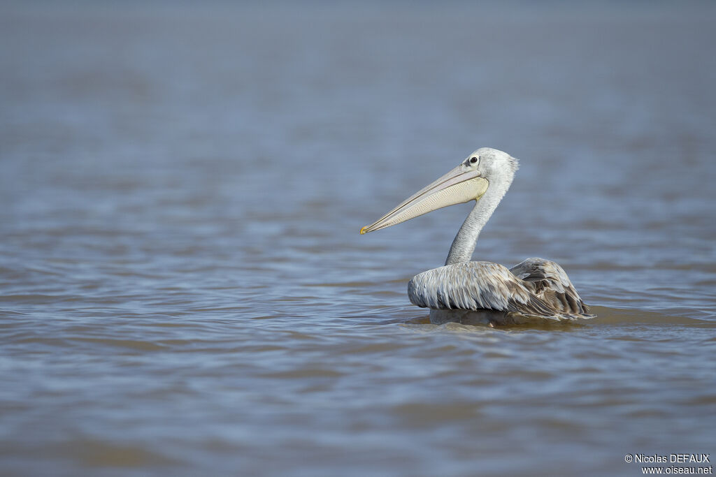 Pélican gris