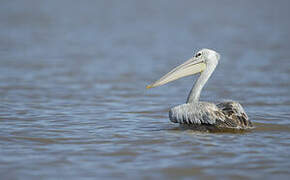 Pink-backed Pelican