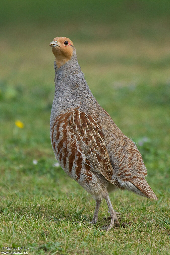 Grey Partridge