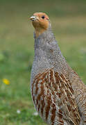 Grey Partridge