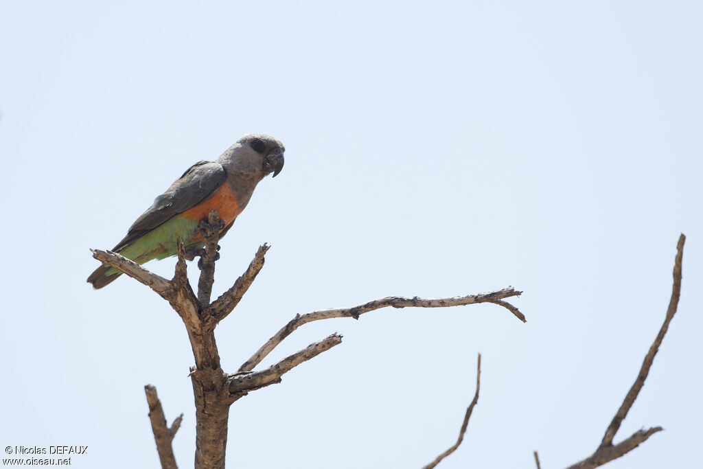 Red-bellied Parrotadult, close-up portrait