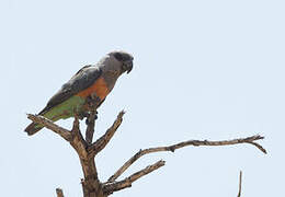 Red-bellied Parrot