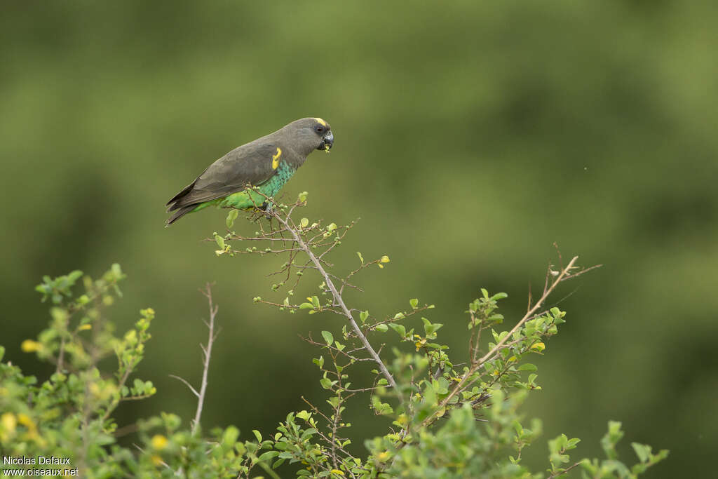 Meyer's Parrotadult, habitat, eats