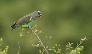 Meyer's Parrot