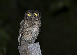 Tropical Screech Owl