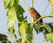 Little Cuckoo