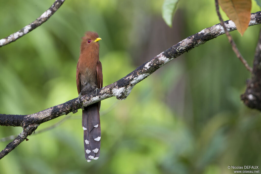 Little Cuckoo, close-up portrait