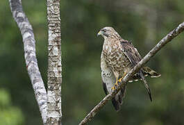 Broad-winged Hawk