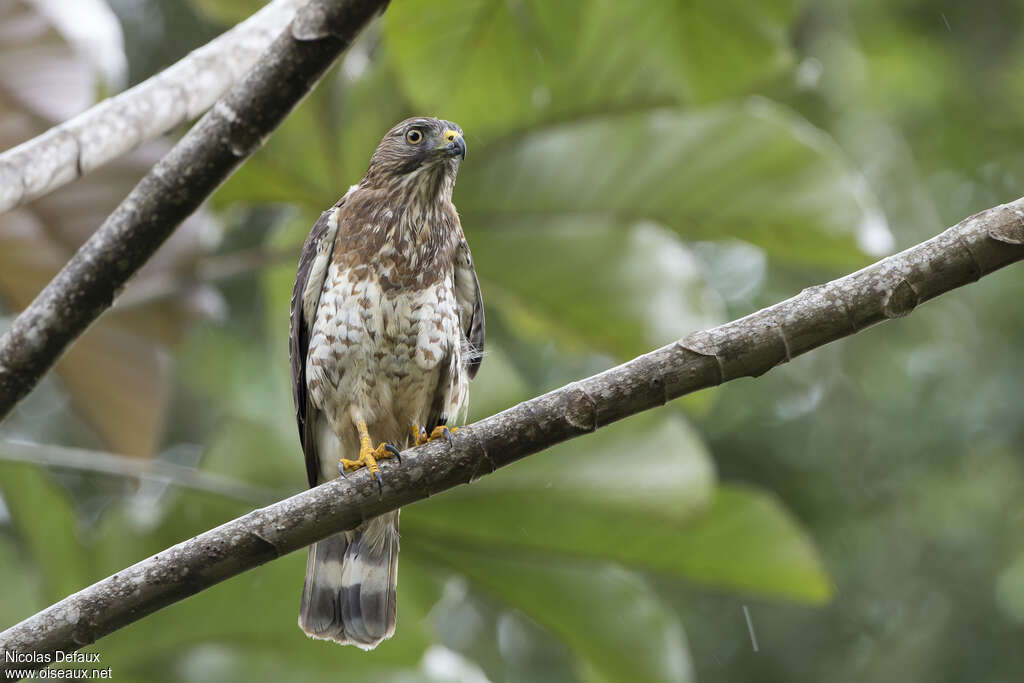 Broad-winged Hawkadult, identification, pigmentation