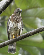 Broad-winged Hawk