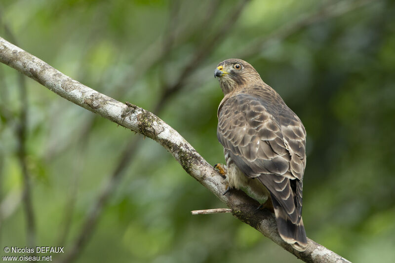 Broad-winged Hawk, close-up portrait