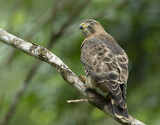 Broad-winged Hawk