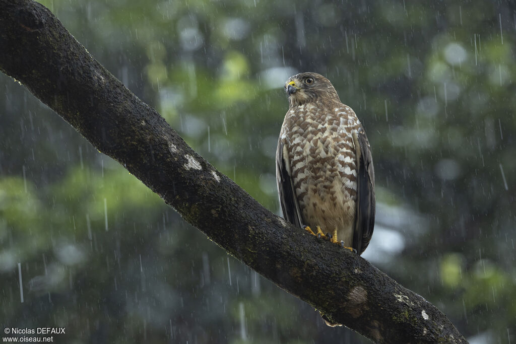 Broad-winged Hawkadult, close-up portrait