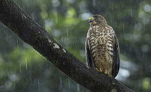 Broad-winged Hawk