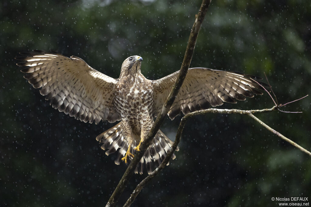 Broad-winged Hawk, close-up portrait