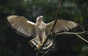 Broad-winged Hawk