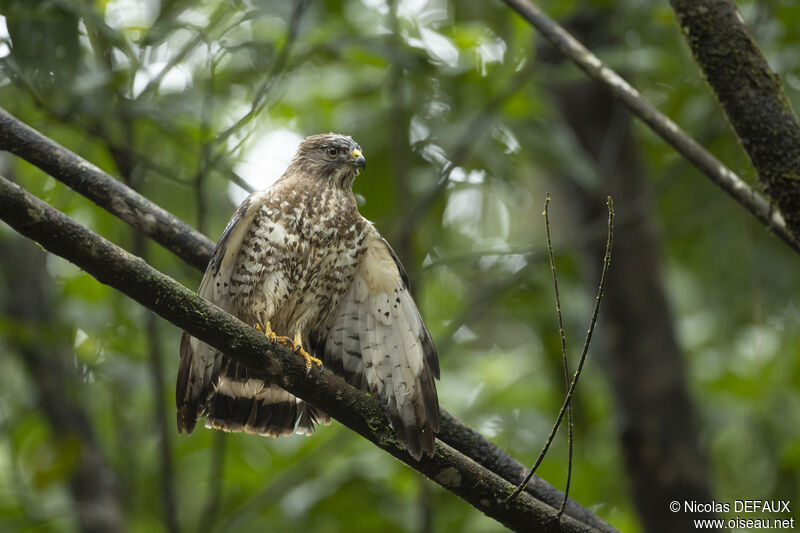 Broad-winged Hawk, close-up portrait