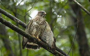 Broad-winged Hawk