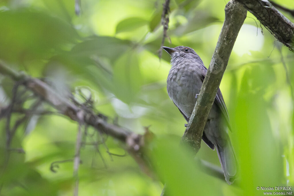 Screaming Piha, identification