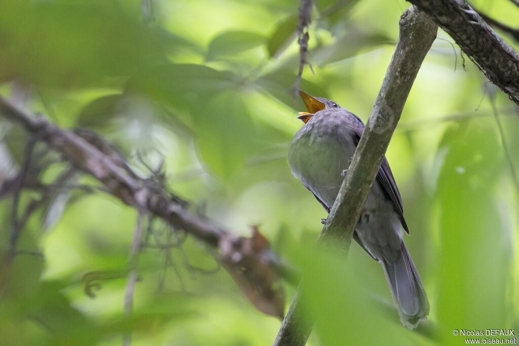 Screaming Piha, identification, song