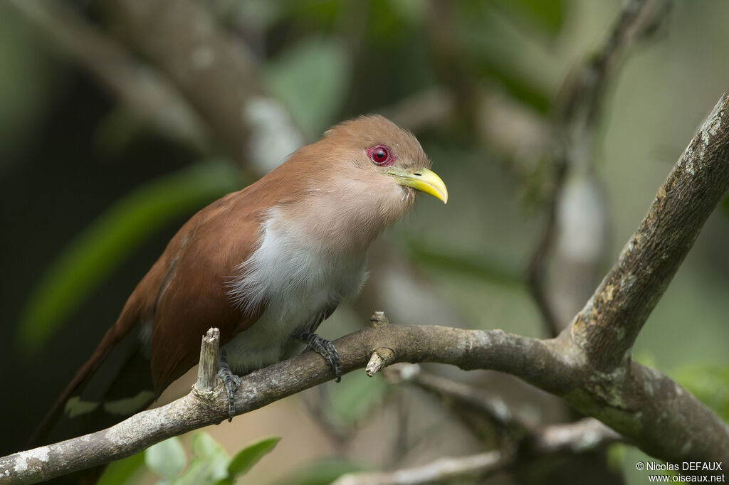 Squirrel Cuckoo