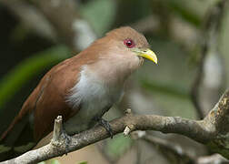 Squirrel Cuckoo