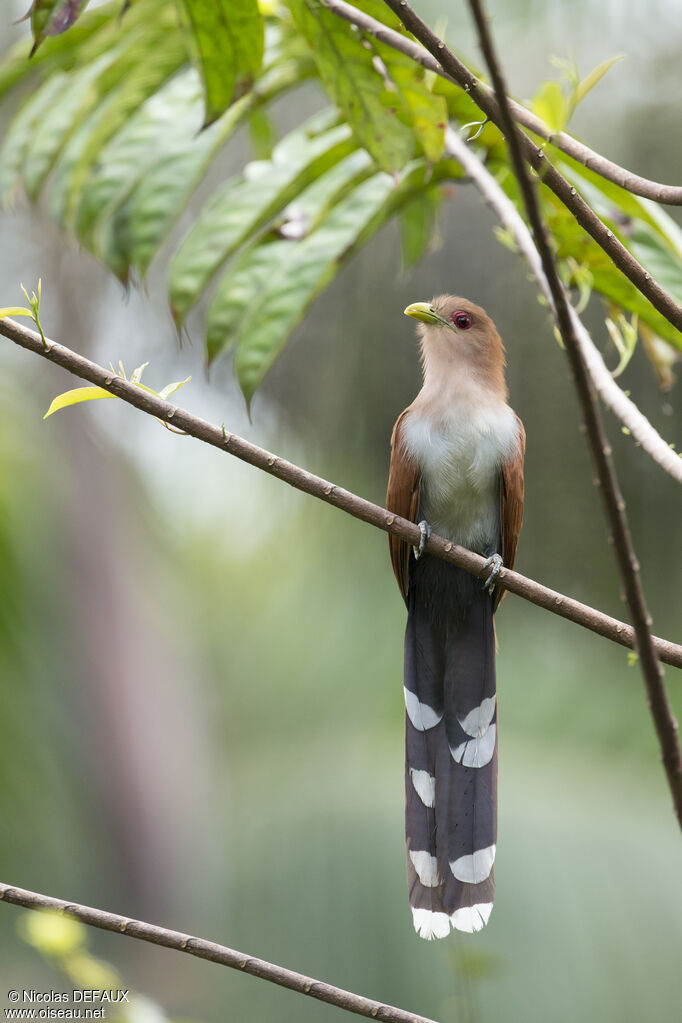 Piaye écureuiladulte, portrait